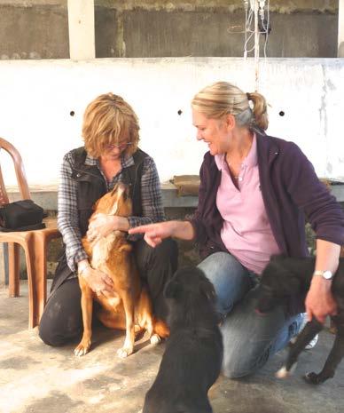 ANNUAL REPORT For the year 1 April 2012 to 31 March 2013 1831 animals were brought to the shelter by their owners, desperate for help for their pets.