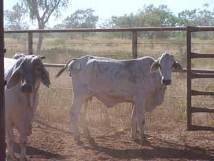 2. The problem re-conception and calf losses Good-quality pastures will allow the heifer to maintain condition while feeding her calf.