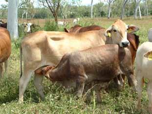 Heifers lactating through the dry season will generally lose considerable weight and need several months on green feed during the next wet season to regain body condition and start cycling again.