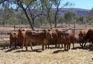 3. Body condition and feeding 3. Body condition and feeding Body condition and fertility Pregnancy rates in maiden and first-calf heifers are strongly affected by their joining weight.