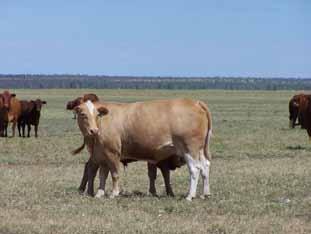 Brahman x Senepol heifer Composite heifer containing Shorthorn, Brahman, Charolais and Belmont Red Genetic improvement Both crossbreeding and selection can be used to generate a more productive herd,