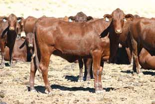 4. Heifer selection The current EBVs for fertility traits are Days- To-Calving (DTC), Scrotal Size (SS) and soon 'age at puberty'.