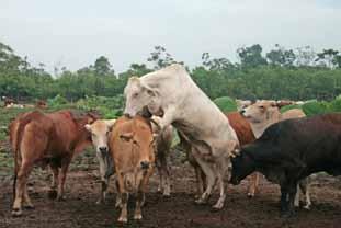5. Heifer puberty and mating 5. Heifer puberty and mating Replacing females in the breeding herd comes at a cost.