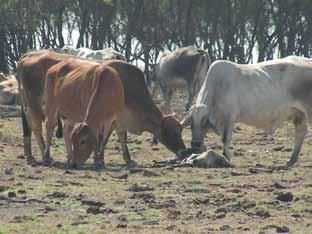 6. Calving and calf losses 6. Calving and calf losses Calf losses can include any loss that occurs from when a foetus is detectable by manual pregnancy diagnosis to when the calf is weaned.