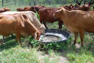 It can cause considerable loss when heifers are mated as yearlings unless preventative management is implemented.