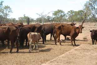 6. Calving and calf losses The problem is greater with cattle that have a higher Bos taurus content although extreme heat waves during summer can lead to calf loss in Bos indicus cattle.