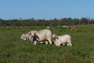 When the calf is weaned, lactation ceases and cycling will often resume.