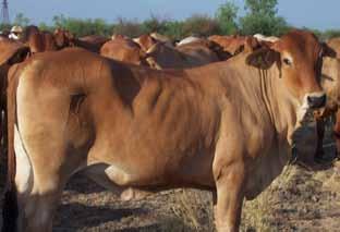 heifers mated for up to four months can be expected to become pregnant, but it is usually difficult to get them to reconceive during lactation.