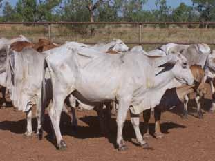1. Why improve heifer fertility? 1. Why improve heifer fertility? Productivity in the extensively-run beef herds over northern Australia is governed largely by the rates of reproduction, mortality and growth.