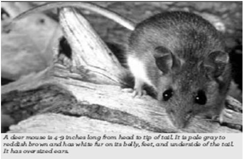 No arthropod vector established unique among genera of Bunyaviridae rodent hosts: genus and possibly species specific Reservoir is deer mouse: Peromyscus maniculatus humans accidental host aerosol