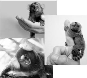 Pet marmosets and rabies Elephants and MTB -8 human rabies in Brazil