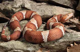 Copperhead Snake Facts: -Copperhead snakes get their name from their copper-red heads. -They are pit vipers and have heat-sensing pits on their faces that help them detect prey.