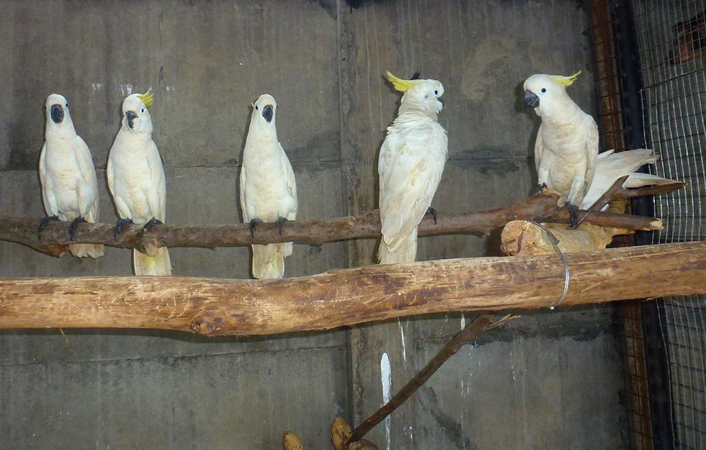 6 of the 8 surviving cockatoos - Mehd Halaouate World Parrot Trust To see these birds in good health and active after all that they had been through just made me more certain that I would do all that