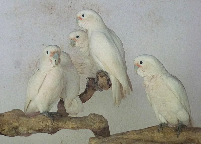 the zoo after been confiscated in the same harbour. The previous year a smuggler was caught with some Tanimbar corellas or cockatoos (Cacatua goffini) on his way to Jakarta.