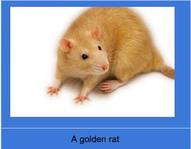 Rats can be white, golden, grey, brown, or black. Similar to sharks, rats are judged on their appearance.