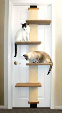 In the home, domestic cats also love to climb.