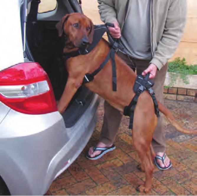 They can be used as an aid to get your pet in and out of the car, up easily from a lying down position, support going over a slippery floor, or up and down the stairs.