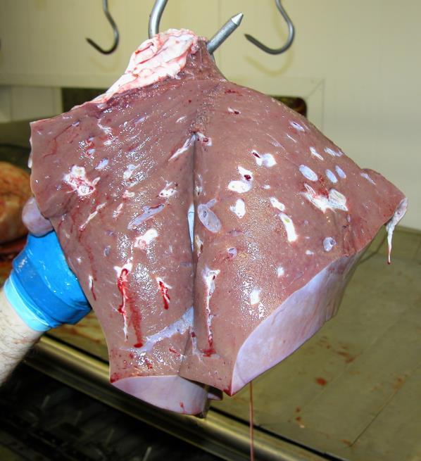 Photo courtesy of Merial Liver fluke conversion ratios, poor growth and reduced carcase value, including liver condemnation.