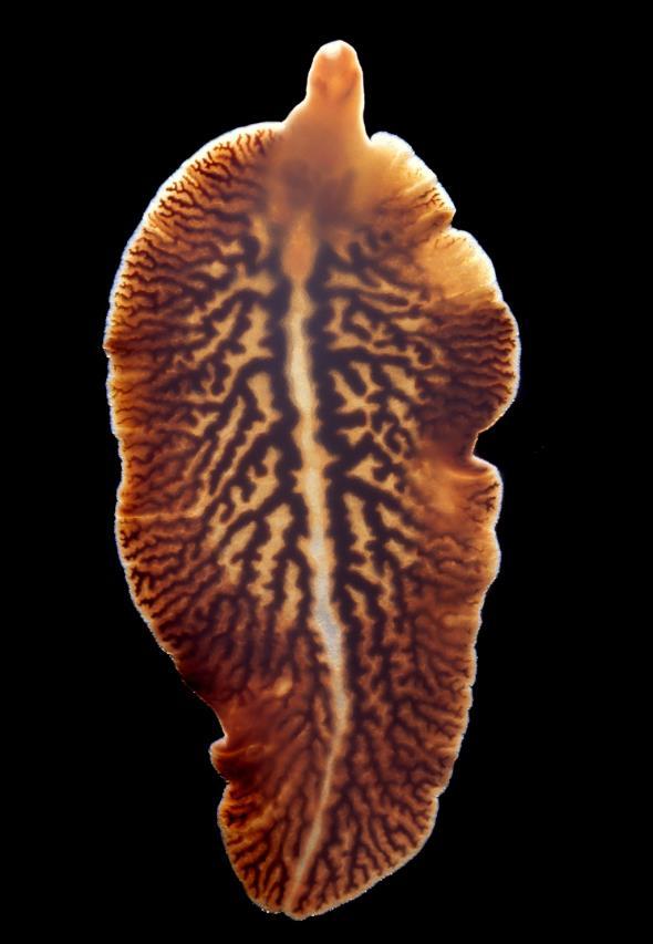 Photo courtesy of Sinclair Stammers, Micromacro. Liver fluke Section 3: Liver fluke: the parasite Liver fluke biology Liver fluke (F. hepatica) are trematodes, i.e. they are in a different group to the nematodes (roundworms) and have very different life cycles.
