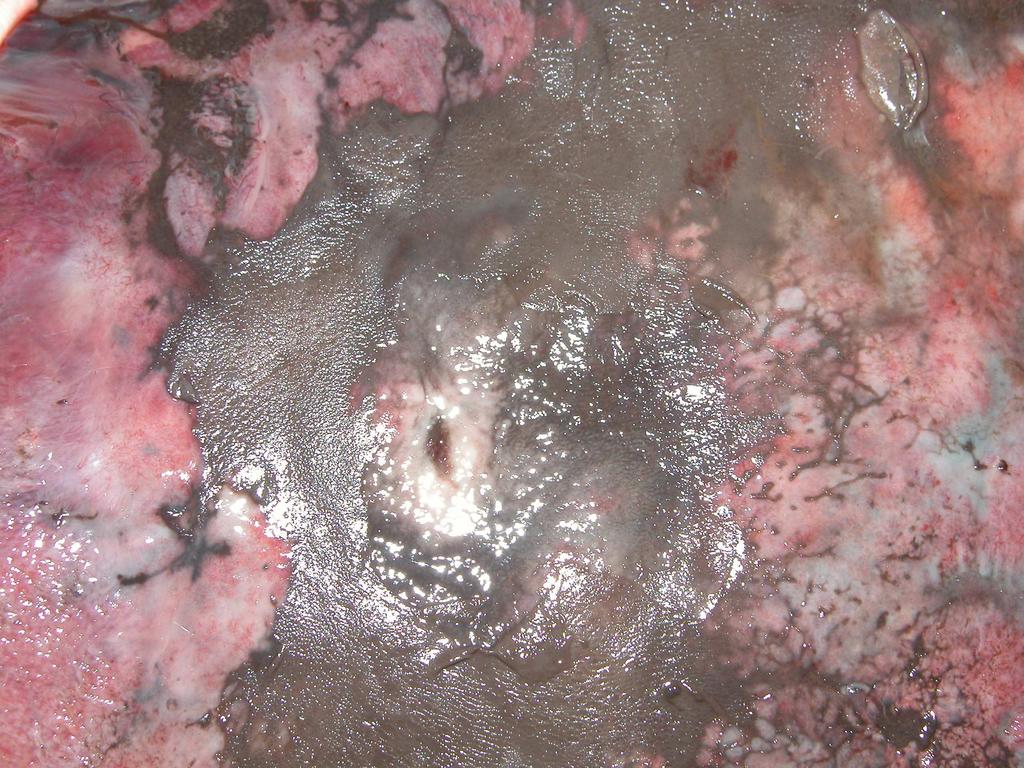 Diagnosis of Liver Fluke Infection Anemic non weight gaining animals and suitable environment for flukes should ring a bell for liver fluke infection.