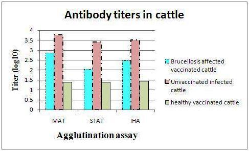 affected cattle which had never been vaccinated previously were very significantly higher than those of Brucellosis affected cattle which had been vaccinated earlier and normal healthy vaccinated