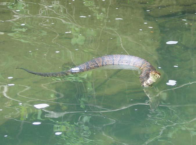 The aquatic herpetofaunal species found in the river are a typical representation of a large Ozark highland stream and most are relatively abundant.