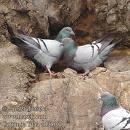 Pigeons (Columba livia) Animal behaviour and welfare literature Ecology and behaviour of rock doves Nests and roosts on cliffs or