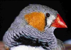 Zebra finch Animal behaviour literature Ecology and behaviour of wild finches Highly social; live in flocks of up to several hundred