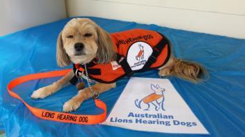 ASHLEY S STORY Woof, woof, my name is Ashley, I m a Silky Terrier X (Maltese?) and am Australian Lions Hearing Dog.