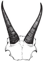 Plates Horns Antlers Foramina provide clues for identifying certain species.