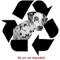. Recycled Canines Dalmatian Rescue Newsletter FALL 2006 Silent Auction Items needed for Rescue Rally We are seeking silent auction donations for the annual Rescue Rally at The Ginger Man in Rice