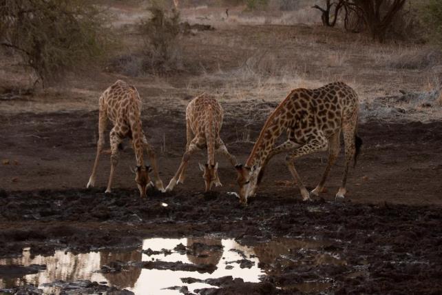 Photo by Brian Rode Giraffes tend to have only two forms of locomotion / gaits i.e. walking and galloping.