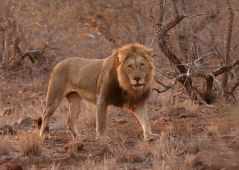 Lions: Photo by Brian Rode The most significant change, in August, has involved the smallest of the prides that we see at SKNP, known as the Xhirombe pride.