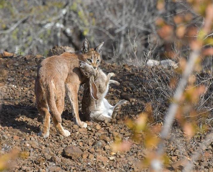 Other interesting sightings: One of our guides, Jacques Briam, describes an amazing sighting of a caracal as follows: Photo by Barry Peiser Caracals are definitely one of the most elusive and