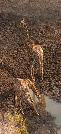 Giraffes are browsers and particularly like to feed on Acacia (now Vachellia or Senegalia) trees, as well as Combretums and Terminalias.