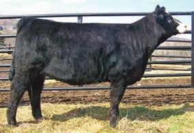 Consignor: Ladybug Farm Mr NLC Upgrade U8676 -reference sire 18 Simme Valley Ambiance Purebred ASA# 2707401 BD: 2/17/13 Tattoo: R29A BW 94 lbs.