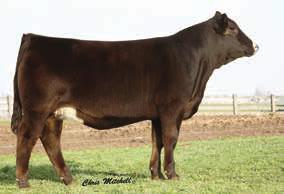 She has produced high selling heifers at the Virginia Beef Expo and Stars and Stripes sales. She combines eye appeal and performance in a stout structurally correct package.