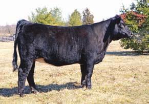 3 Angel Eyes 74A gained a lot of attention during her first outing at the KILE last all when she and her dam were named Reserve Champion cow/calf pair, from their she won the Spring Calf class in her