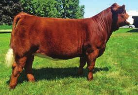 5 CLO Zephyr 9Z The female represents a limited opportunity to directly access one of the great proven cow families within the Simmental breed WAR Diva M704. Zephyr 9Z is all about being a cow.