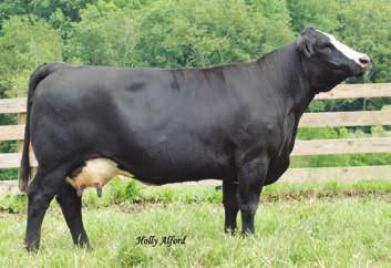 66 API: 105 W/C Wide Track - reference sire Vidalia has always been a favorite whether it was at the Dixie National, being a champion at the North American or a sale highlight at the Legends of the