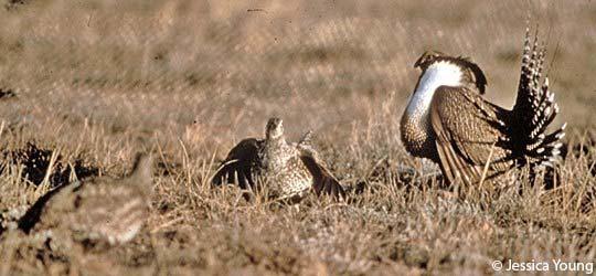 copulate again. Typically, the female departs the lek within 20 min of copulation (JRY). A female Gunnison Sage-Grouse solicits a male for copulation, Gunnison Basin, CO, April.
