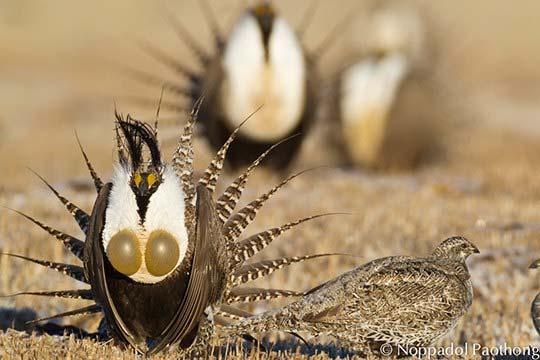 Adult male Gunnison Sage-Grouse, Gunnison Basin, CO, April. The filoplumes thrown above this male Gunnison Sage-grouse s head is one of the many distinctive display features of the species.