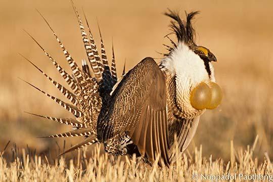 A male Gunnison Sage-grouse performing a strut display on a lek in the Gunnison Basin, Colorado.