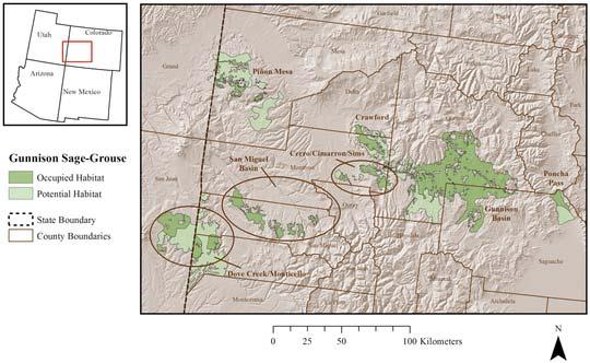 The Americas Gunnison Sage-Grouse were formerly native to sw. Colorado, n. New Mexico, se. Utah, and ne. Arizona (Young et al. 2000, Schroeder et al. 2004, Braun et al.