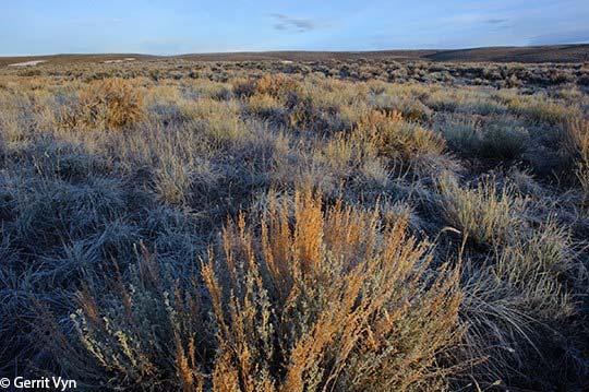 Migratory Behavior Movements of Gunnison Sage-Grouse from winter-use areas to those used for breeding may be abrupt in some areas (e.g., Dry Creek Basin to Miramonte Reservoir).
