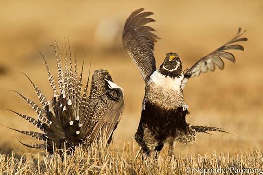 An investigation of 20 snow roosts and 56 subnivean tunnels within the Gunnison Basin during winter 2003 2004 found no evidence that Gunnison Sage-Grouse roost near sagebrush; instead, they occupy