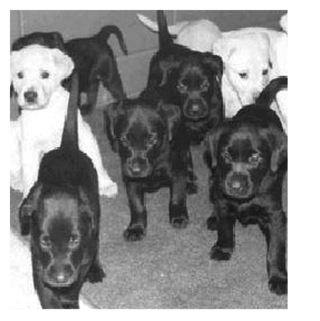 12. The puppies shown in the photograph below are all from the same litter. 15. A boy has brown hair and blue eyes, and his brother has brown hair and brown eyes.