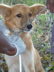An example is Brenda, a female dog who had been discarded and was trying to fend for herself.