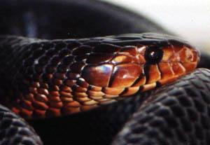 mistaken for an eastern indigo snake. Within the geographic range of the eastern indigo snake all other plain black snakes have smooth scales, a divided anal plate or both.