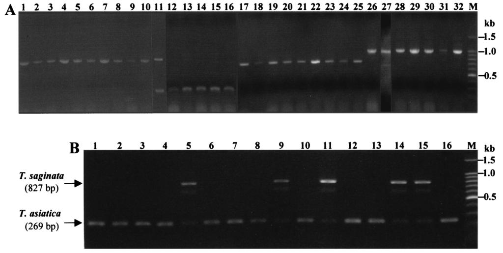 VOL. 42, 2004 MULTIPLEX PCR DIAGNOSIS OF TAENIASIS AND CYSTICERCOSIS 551 FIG. 1. (A) Multiplex PCR with mtdna prepared from causative agents of taeniasis or cysticercosis. Lanes 1 to 10, T.